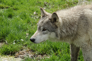 Looking in the Distance