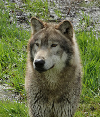 Fototapeta premium Noble Wolf