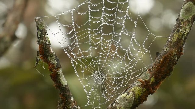 Spider web with drop of dew in morning.