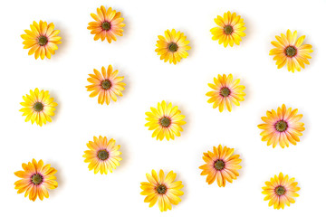 Floral pattern fron yellow african daisy on wite background. Top view