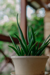 Aloe plant grows in round pot