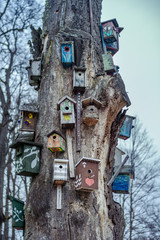 Nesting-boxes on the tree in the park of Verkiai palace, Vilnius, Lithuania, Baltic. Close-up.