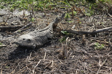 dead fish