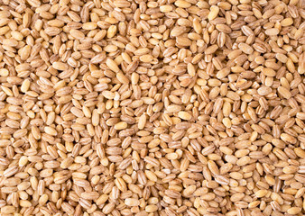 Pearl barley background. The form of the top.