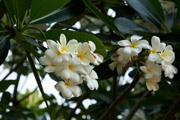 Beautiful Plumeria alba flowers after the rain