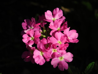 Bright, wild flowers of pink color, green