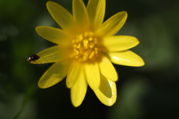 Żółty kwiat na zielonym tle makro