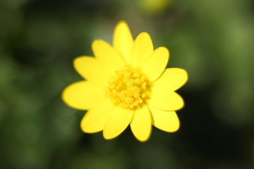 Żółty kwiat na zielonym tle makro
