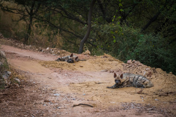 Striped hyena (Hyaena hyaena) pair closeup resting in a cool place and shade with green background at jhalana forest reserve, Jaipur