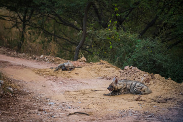 Plakat Striped hyena (Hyaena hyaena) pair closeup resting in a cool place and shade with green background at jhalana forest reserve, Jaipur