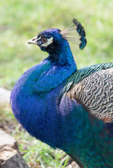 Beautiful peacock head