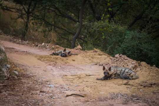 Striped hyena (Hyaena hyaena) pair closeup resting in a cool place and shade with green background at jhalana forest reserve, Jaipur Stock-Foto | Adobe Stock