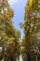 Lines of autumn foliage leaves on left and right sides.