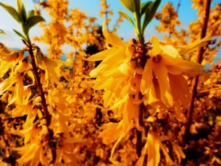 小さい山の山頂に咲いていたレンギョウ、日本山梨県