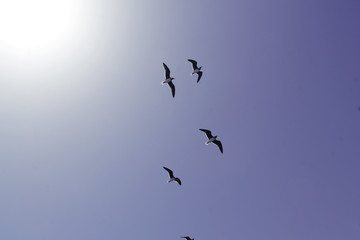 Landscape, birds flying in the blue sky.