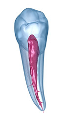 Dental anatomy - Mandibular Second premolar tooth. Medically accurate dental 3D illustration