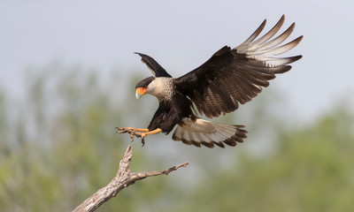 Crested Caracara in Southern Texas