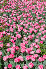 Beautiful tulips field