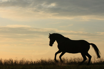 Horse silhouette gallops in the field in the early morning at sunrise