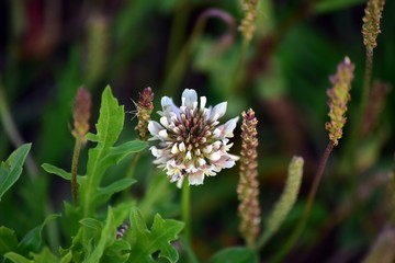 flor