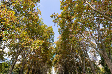 Lines of autumn foliage leaves on left and right sides.
