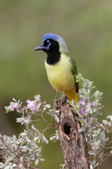 Green Jay in Southern Texas