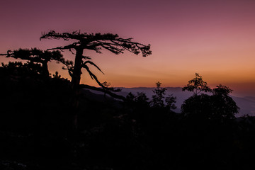 silhouette of tree at sunset