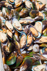  Large mussels large in full frame. Vertical.