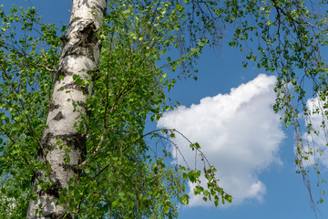Fototapeta premium White spring birch against the blue sky and white clouds