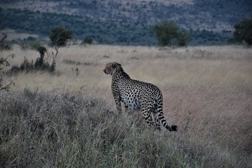 cheetah in the grass