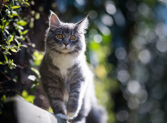 Naklejka na ściany i meble low angle view of a blue tabby maine coon Kitten standing on edge of a wodden bench looking at camera in the sunlight