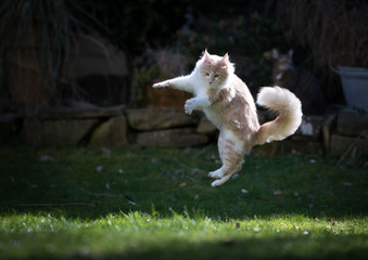 young cream tabby maine coon cat playing in the garden jumping in the air