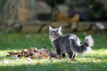 Naklejka na ściany i meble young blue tabby maine coon cat standing next to a pile of dried up leaves looking at camera