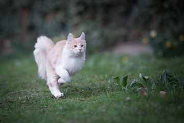 Naklejka na ściany i meble young playful cream tabby maine coon cat running over the lawn in the back yard