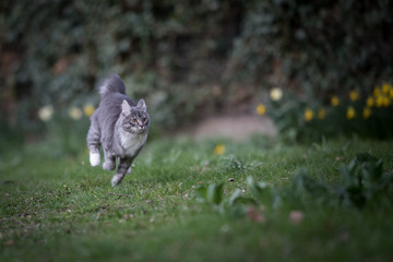 Obraz na płótnie Canvas young playful blue tabby maine coon cat running in the back yard next to some flowers in springtime