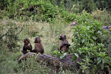Little baboons