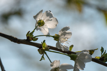 white blossom flower with little fly on it