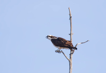 Osprey perched high in a tree isolated against a blue sky in Canada