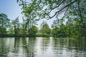 Fototapeta na wymiar River Thames Landscape Ducks and Horse