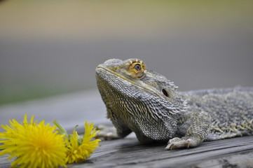 Bartagame