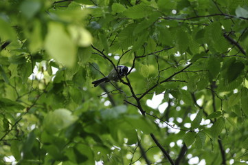 Vogel im Baum