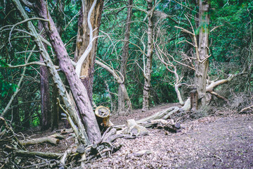 Forest Green Foliage Trees