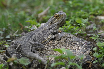 Bartagame