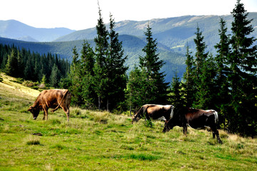 Naklejka premium forest in the mountains and grazing cows