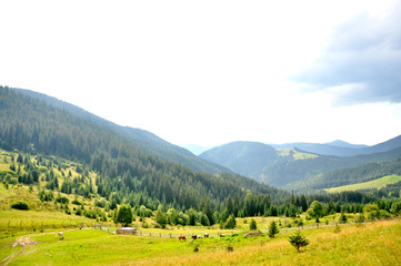 Fototapeta na wymiar meadow in the mountains