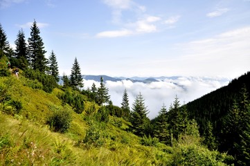 forest in the mountains on a background of clouds