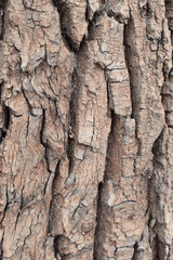 Autumn trees in the Park or in the forest.  Tree bark brown in nature