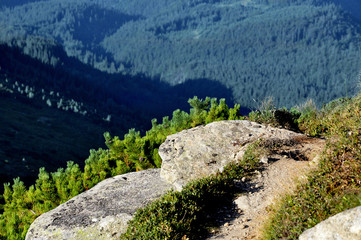 rock in the background of the mountain forest