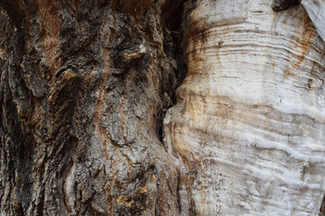 Autumn trees in the Park or in the forest.  Tree bark brown in nature