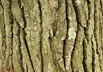 Autumn trees in the Park or in the forest.  Tree bark brown in nature